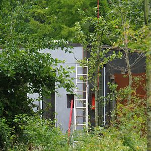 New Black howler monkey and Mantled tamarin house, seen behind the former red river hog exhibit, 2023-07-18