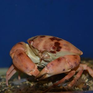 Marbled stone crab (Carpilius convexus)