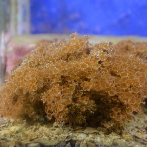 Crown jellyfish (Nausithoe racemosa)