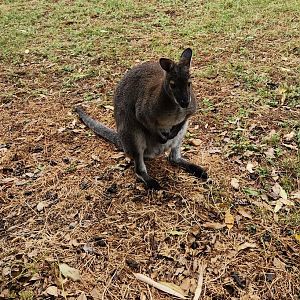 Battersea Zoo - Red-necked Wallaby