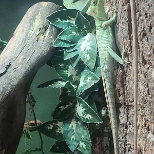 Battersea Zoo - Eastern Casquehead Lizard