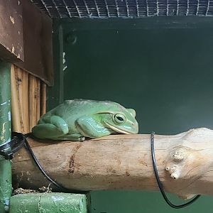 Battersea Zoo - Fea's Tree Frog
