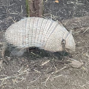 Battersea Zoo - Six-banded Armadillo