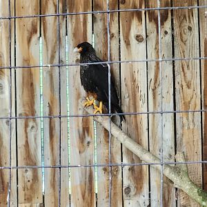 Battersea Zoo - Striated Caracara