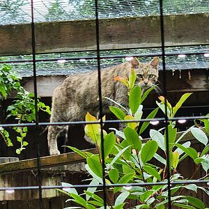 Battersea Zoo - European (Scottish) Wild Cat