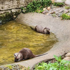 Battersea Zoo - Oriental Small-clawed Otters