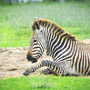 Hartmann's mountain zebra