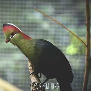Fischer's Turaco