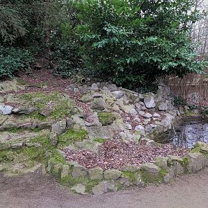 Former North American beaver enclosure