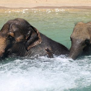 Asian Elephant