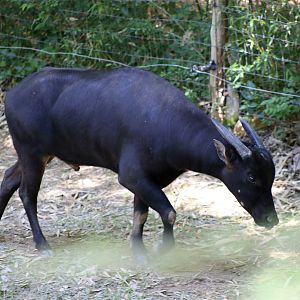 Lowland Anoa