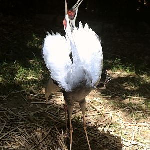 White-naped Cranes Singing, May 2018