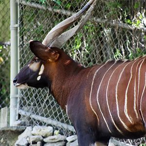 Mountain Bongo, May 2018