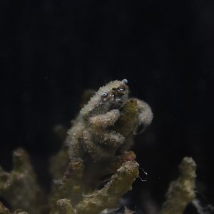 Furry coral crab (Cymo melanodactylus)