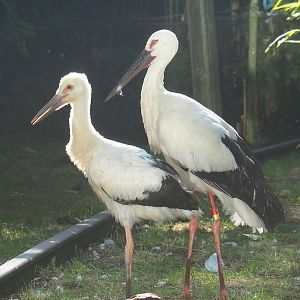 Oriental white storks (Ciconia boyciana) - Adult and juvenile, 2023-07-19