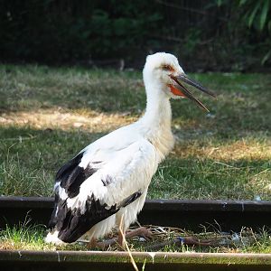 Juvenile Oriental white stork (Ciconia boyciana), 2023-07-19