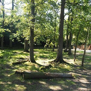 New Somali wild ass and Saharan Dorcas gazelle paddock, 2023-07-19