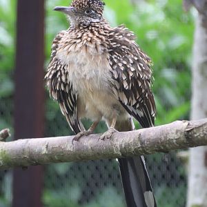 Roadrunner