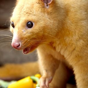 Tayo - Golden Possum