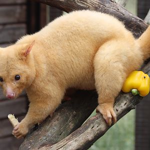 Tayo - Golden Possum