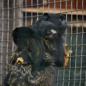 Red Handed Tamarin Babies