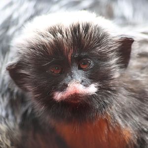 Red Belied Tamarin Baby