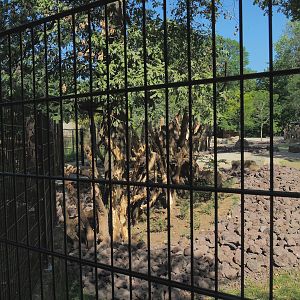 Resting area for Saharan Dorcas gazelles, not accessible to Somali wild asses, 2023-07-19