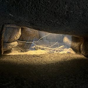 Desert- Giant hairy scorpion enclosure 6.7.23