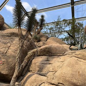 Desert- view of plants 6.7.23