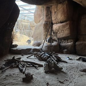 Desert- Rattlesnake and Gila monster enclosure (with Peccary in background) 6.7.23