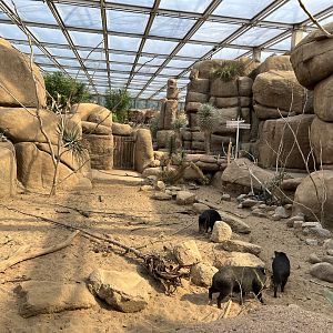 Desert- Collared peccary enclosure 6.7.23