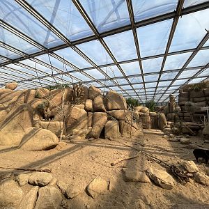 Desert- Collared peccary enclosure 6.7.23