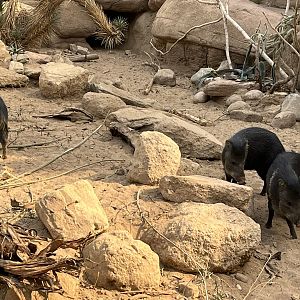Desert- Collared peccaries 6.7.23