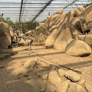 Desert- Collared peccary enclosure 6.7.23
