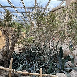 Desert- view of plants 6.7.23