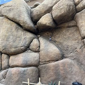 Desert- Example of rockwork  6.7.23