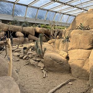 Desert- Collared peccary enclosure 6.7.23