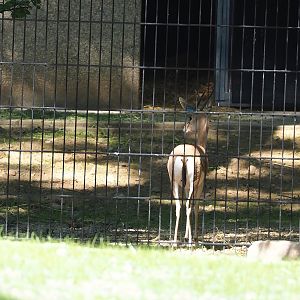 Saharan Dorcas gazelle (Gazella dorcas osiris), 2023-07-19