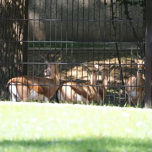 Saharan Dorcas gazelles (Gazella dorcas osiris), 2023-07-19