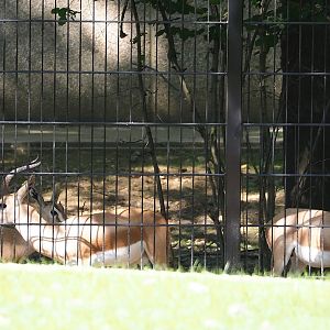 Saharan Dorcas gazelles (Gazella dorcas osiris), 2023-07-19