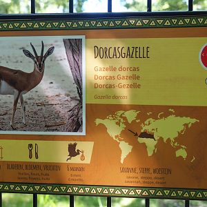 Dorcas gazelle sign, 2023-07-19