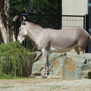 Somali wild ass (Equus africanus somaliensis), 2023-07-19