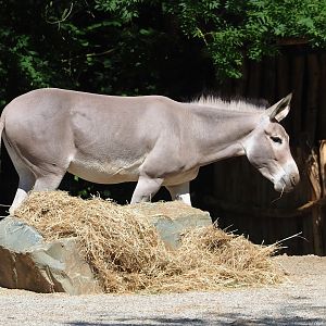 Somali wild ass (Equus africanus somaliensis), 2023-07-19