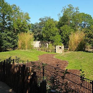 New Mountain bongo and Kirk's dik-dik paddock, 2023-07-19