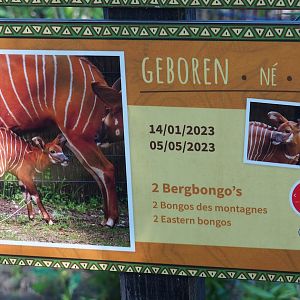 Birth sign Mountain bongo calves, 2023-07-19