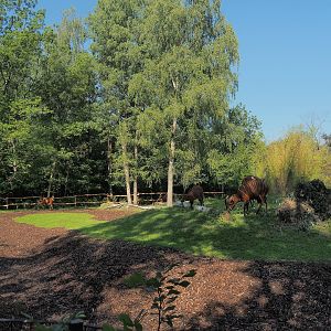 New Mountain bongo and Kirk's dik-dik paddock, 2023-07-19