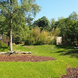 New Mountain bongo and Kirk's dik-dik paddock, 2023-07-19