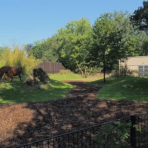 New Mountain bongo and Kirk's dik-dik paddock, 2023-07-19