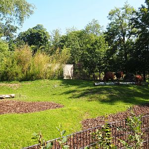 New Mountain bongo and Kirk's dik-dik paddock, 2023-07-19