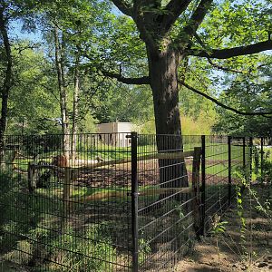 New Mountain bongo and Kirk's dik-dik paddock, 2023-07-19